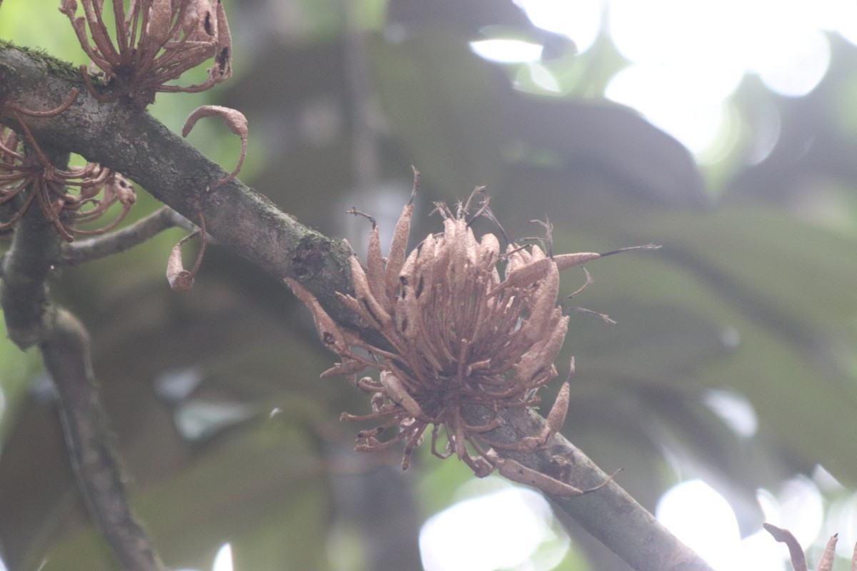 Cullenia rosayroana Kosterm.